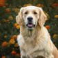 beautiful dog golden retriever labrador 2026 03 25 09 55 20 utc 1 scaled 85x85