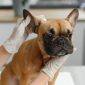 close up of french bulldog dog and veterinarian do 2026 03 24 00 33 03 utc 1 scaled 85x85