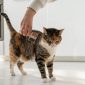 closeup of female combing fur cat with brush on th 2026 03 20 01 02 59 utc 1 scaled 85x85