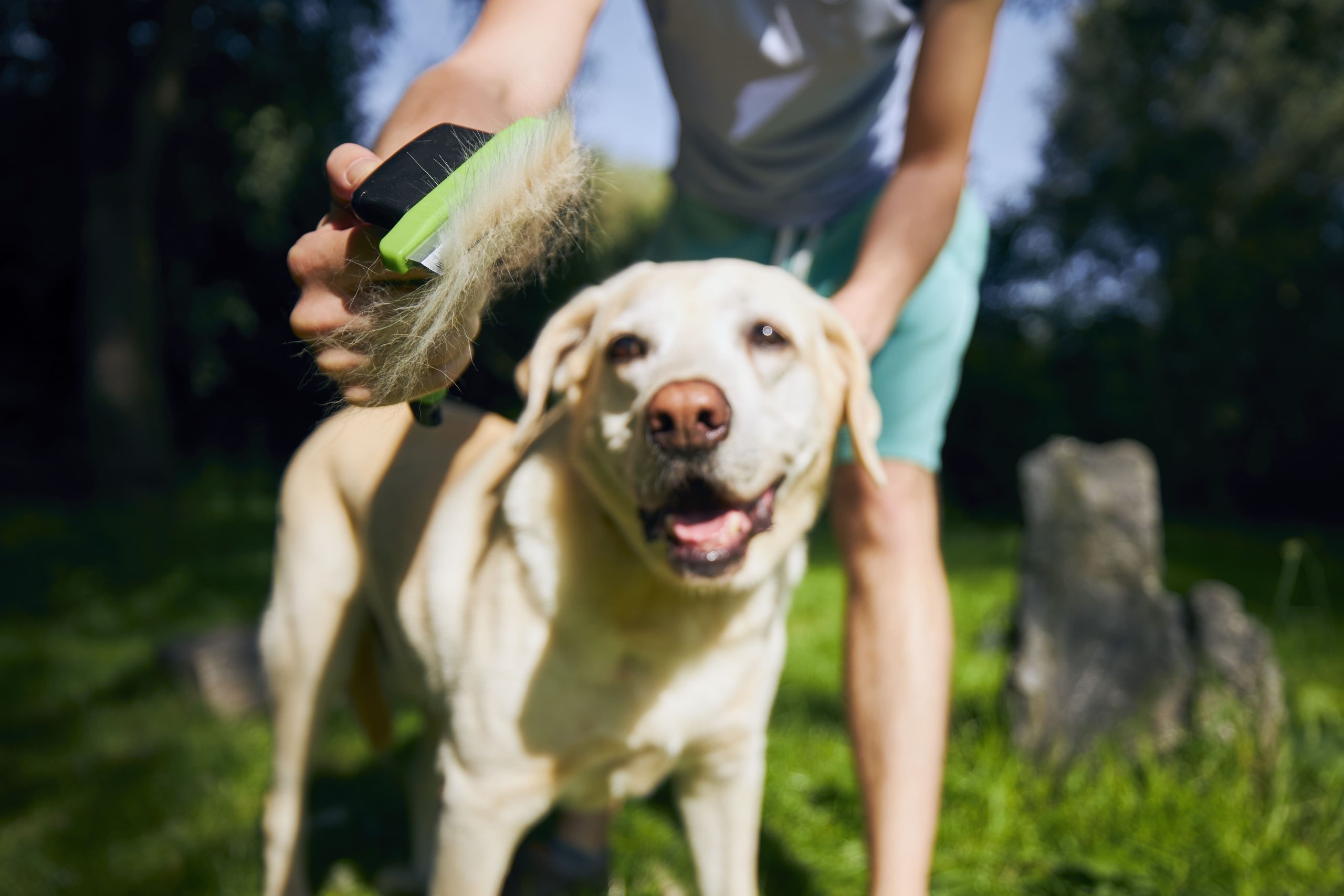 pet owner is brushing fur of his dog 2026 01 08 01 32 33 utc 1 scaled