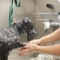 woman washing dog in pet salon 2026 03 25 06 53 53 utc 1 scaled 85x85