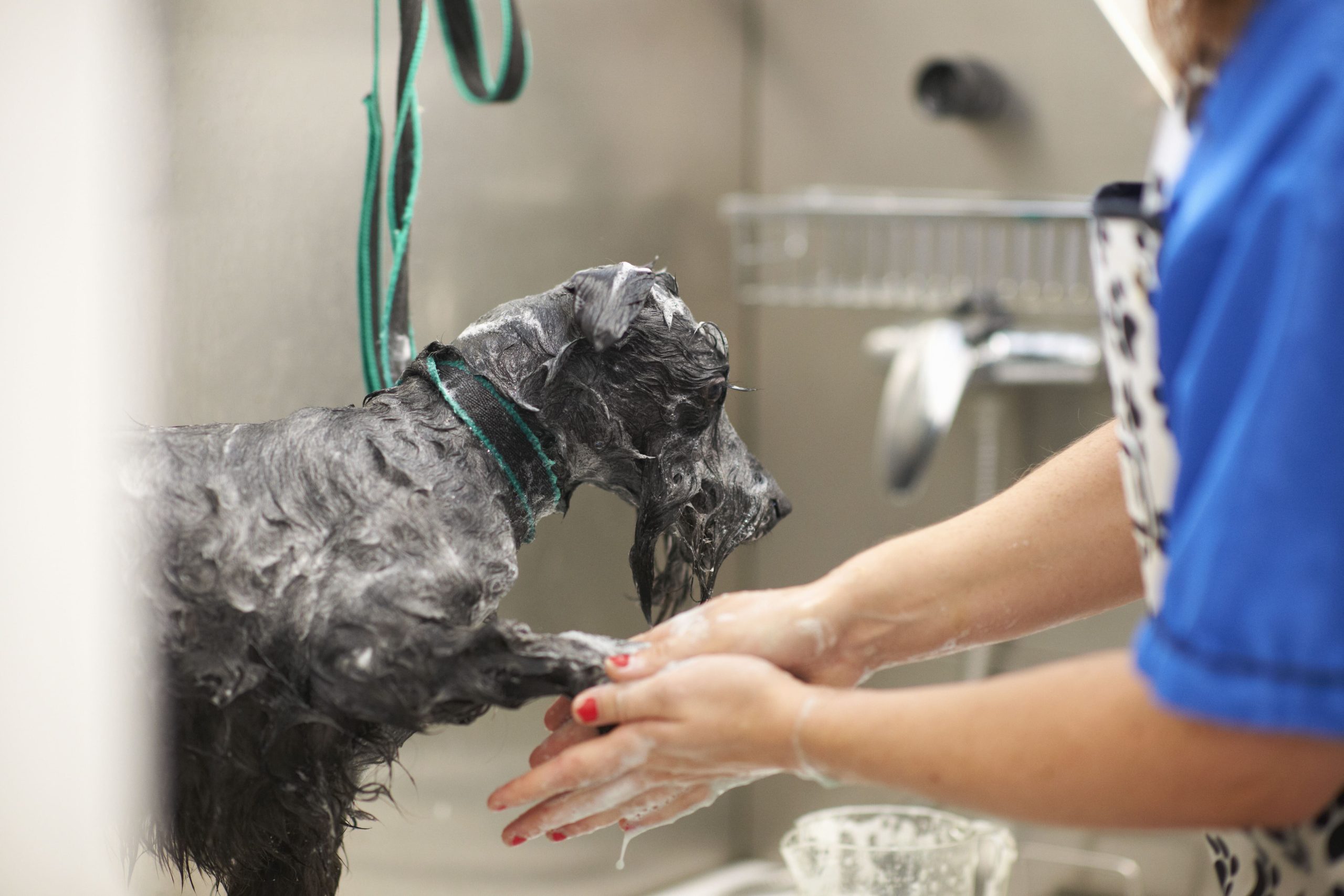 woman washing dog in pet salon 2026 03 25 06 53 53 utc 1 scaled